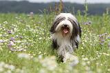 BEARDED COLLIE 065